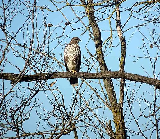 Common Buzzard  - Luigi Andena