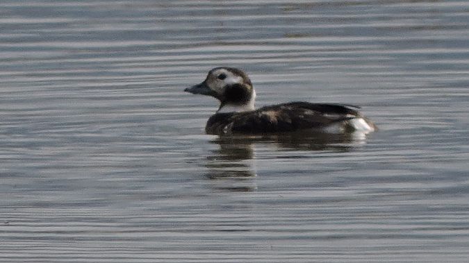 Moretta codona  - Alberto Manganaro