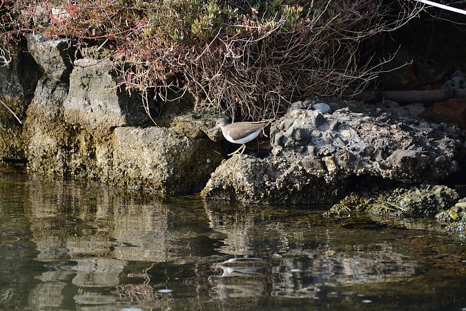 Piro-piro piccolo  - Alberto Manganaro