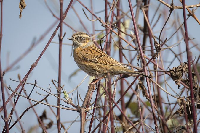 Passera scopaiola golanera  - Simone Scognamiglio