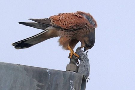 Gheppio  - Maurizio Parenti