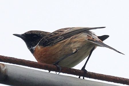 Saltimpalo comune  - Maurizio Parenti