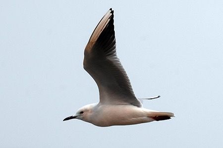 Gabbiano roseo  - Maurizio Parenti