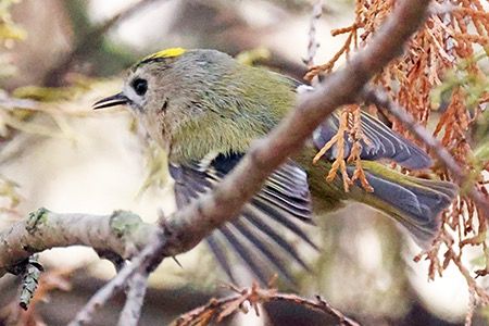 Wintergoldhähnchen  - Maurizio Parenti