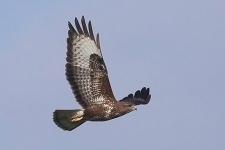 Poiana  - Maurizio Parenti