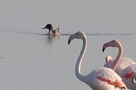 Codone  - Maurizio Parenti