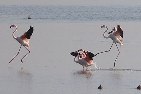 Fenicottero  - Maurizio Parenti