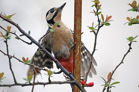 Picchio rosso maggiore  - Maurizio Parenti