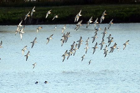 Pittima reale  - Maurizio Parenti
