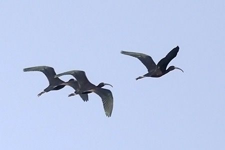 Mignattaio  - Maurizio Parenti