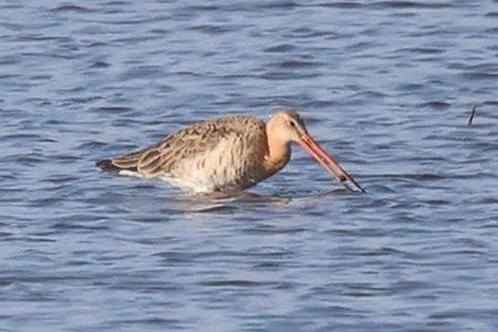 Pittima reale  - Maurizio Parenti