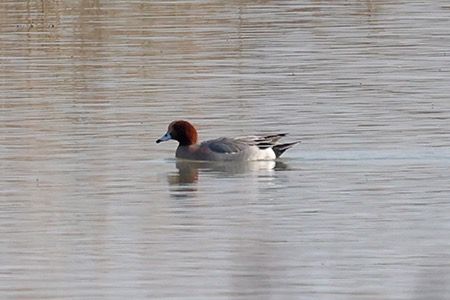 Fischione  - Maurizio Parenti