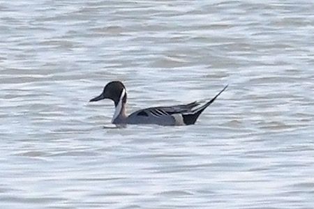 Codone  - Maurizio Parenti