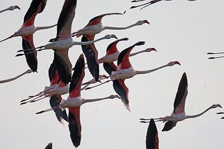 Fenicottero  - Maurizio Parenti