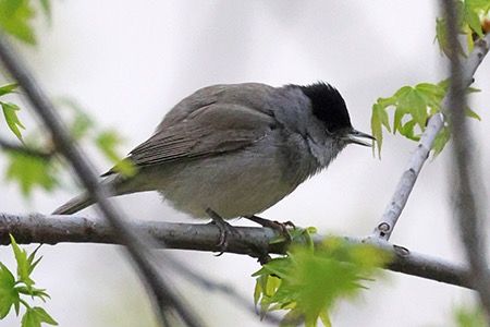 Capinera  - Maurizio Parenti
