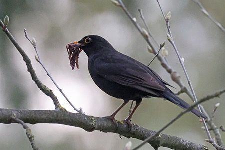 Merlo  - Maurizio Parenti