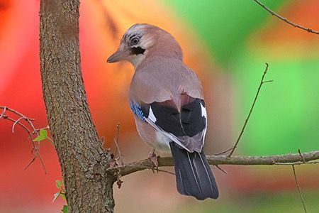 Ghiandaia  - Maurizio Parenti
