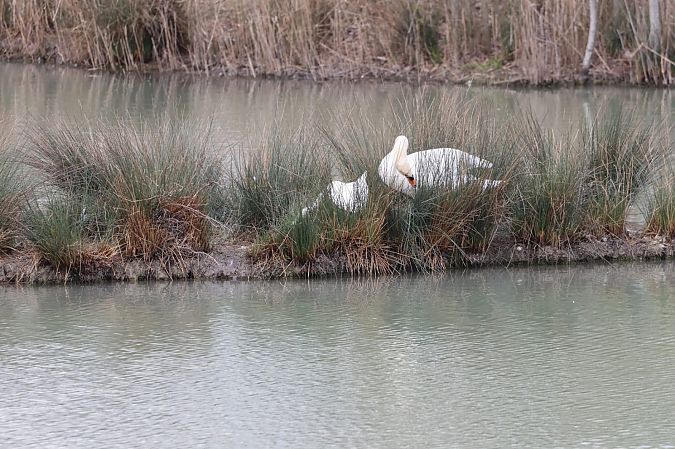 Cigno reale  - Sergio Enrico Gallo