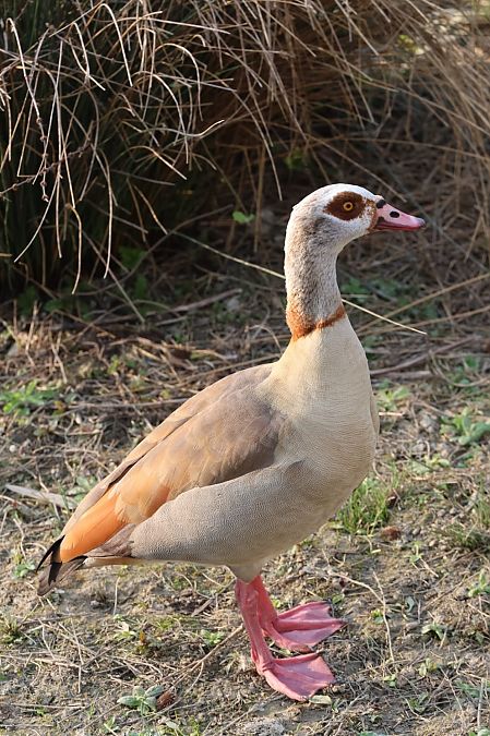 Oca egiziana  - Sergio Enrico Gallo
