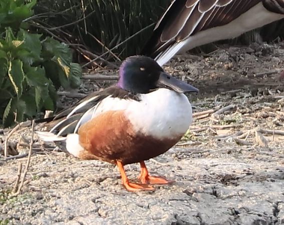 Mestolone  - Sergio Enrico Gallo