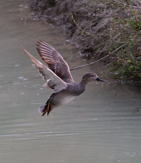 Canapiglia  - Sergio Enrico Gallo