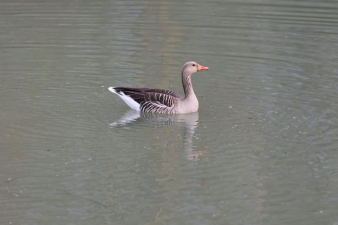Oca selvatica occidentale  - Sergio Enrico Gallo