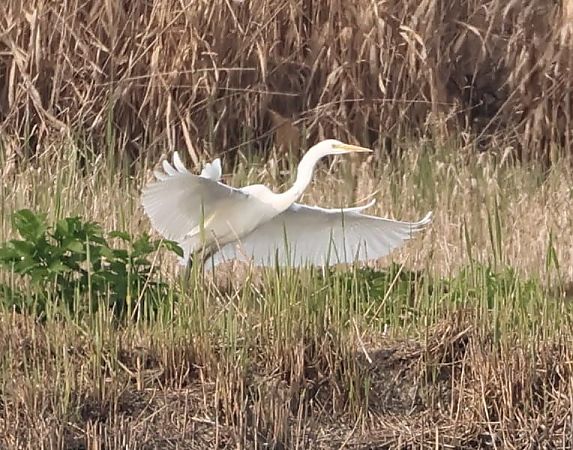 Airone bianco  - Sergio Enrico Gallo