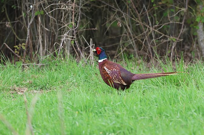 Fagiano comune  - Sergio Enrico Gallo