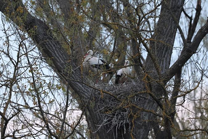 Cicogna bianca  - Sergio Enrico Gallo