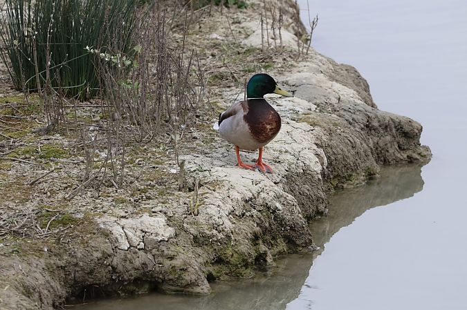 Germano reale  - Sergio Enrico Gallo