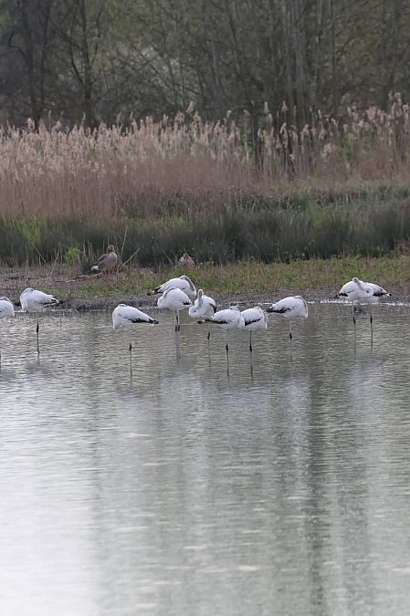 Fenicottero  - Sergio Enrico Gallo
