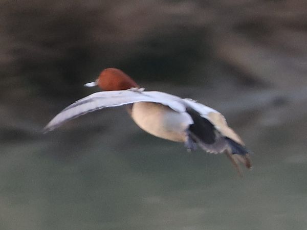 Moriglione  - Sergio Enrico Gallo