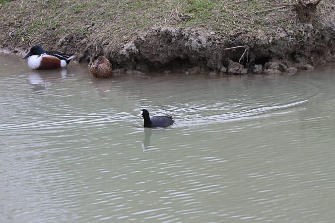 Folaga  - Sergio Enrico Gallo