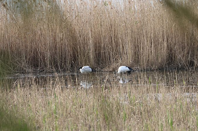 Ibis sacro  - Sergio Enrico Gallo