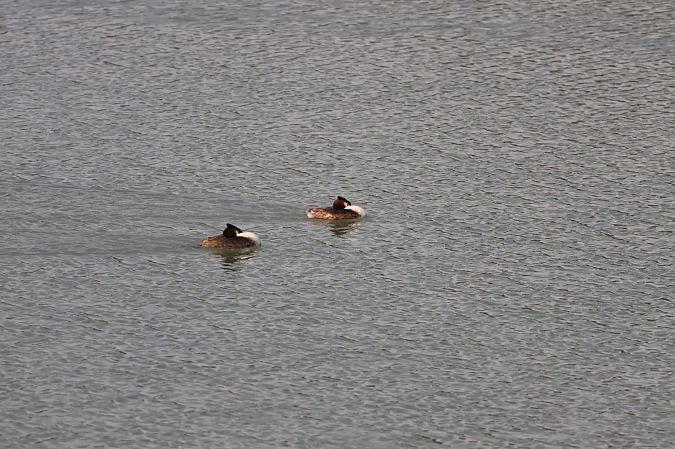 Svasso maggiore  - Sergio Enrico Gallo