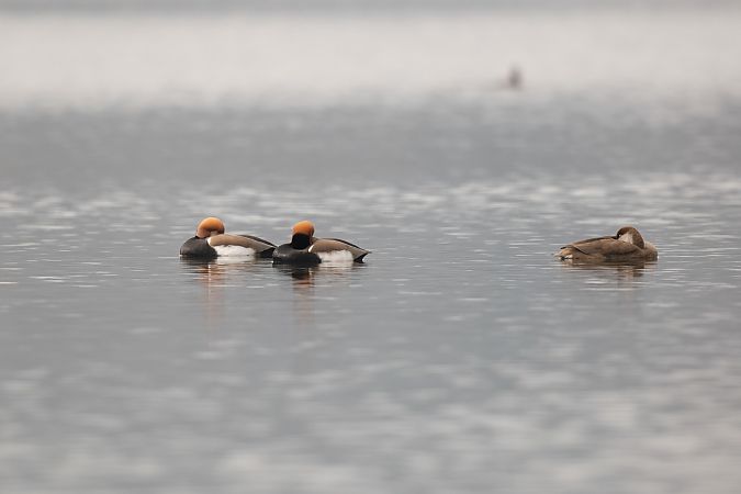 Fistione turco  - Roberto Corbella