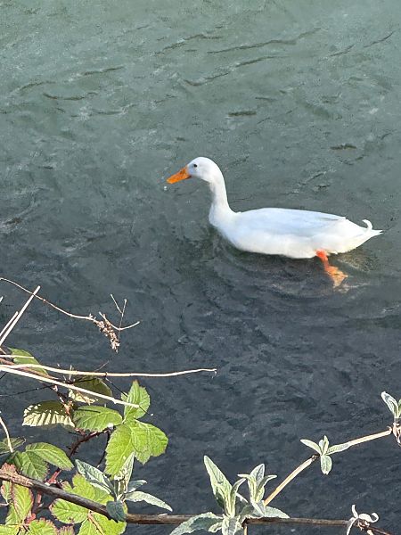 Anatra domestica  - Simon Rabensteiner