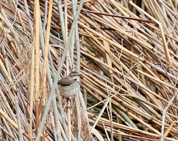 Pettazzurro  - Renato Sascor