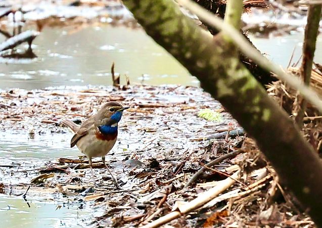 Pettazzurro  - Renato Sascor