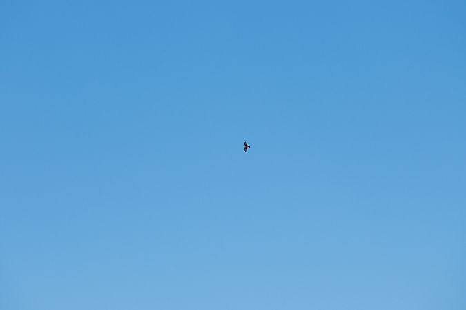 Nibbio bruno  - Francesco Pepe