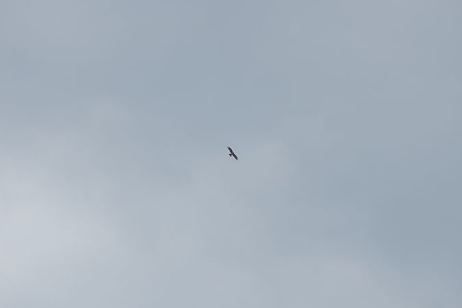 Nibbio bruno  - Francesco Pepe