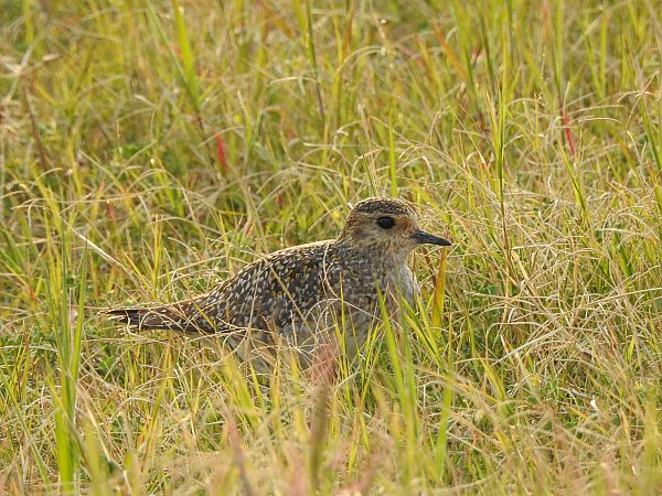 Pivieressa  - Francesco Pepe