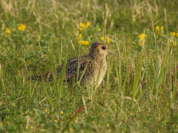 Pivieressa  - Francesco Pepe