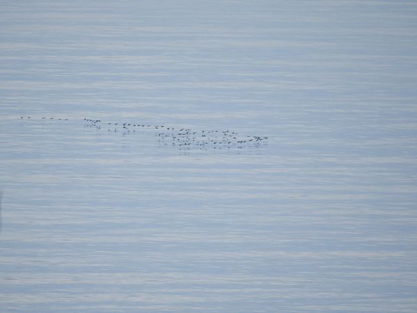 Fischione  - Francesco Pepe