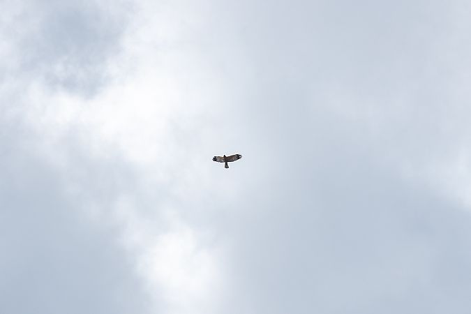 Falco di palude  - Francesco Pepe