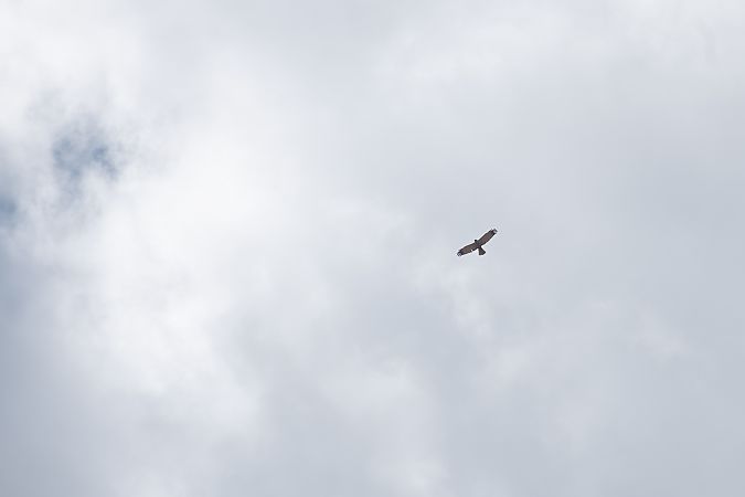 Falco di palude  - Francesco Pepe