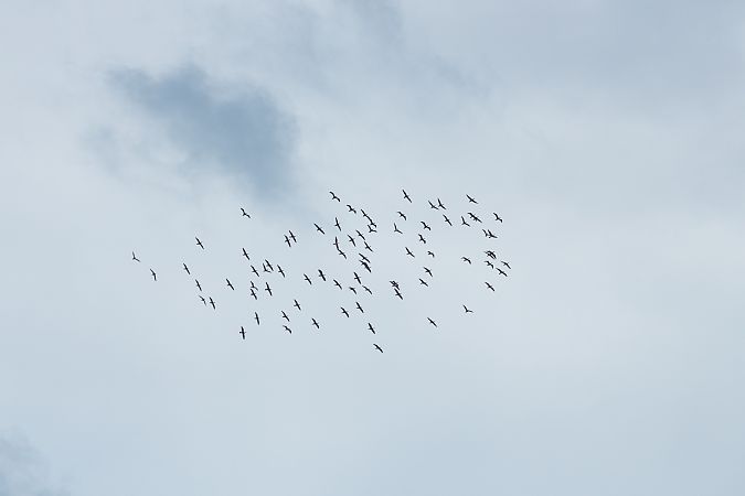 Cormorano  - Francesco Pepe