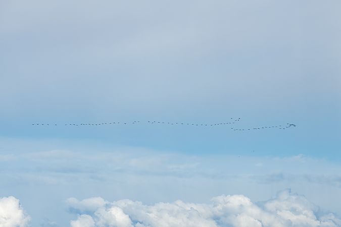 Cormorano  - Francesco Pepe