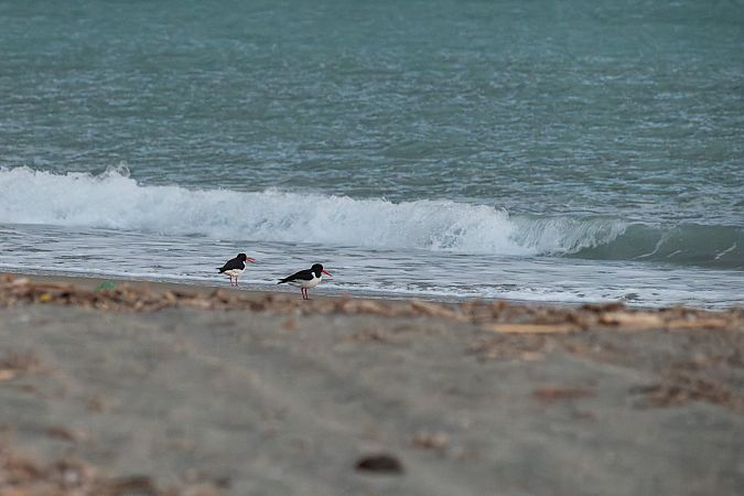 Beccaccia di mare  - Francesco Pepe