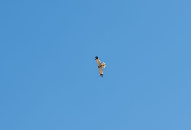 Falco di palude  - Francesco Pepe